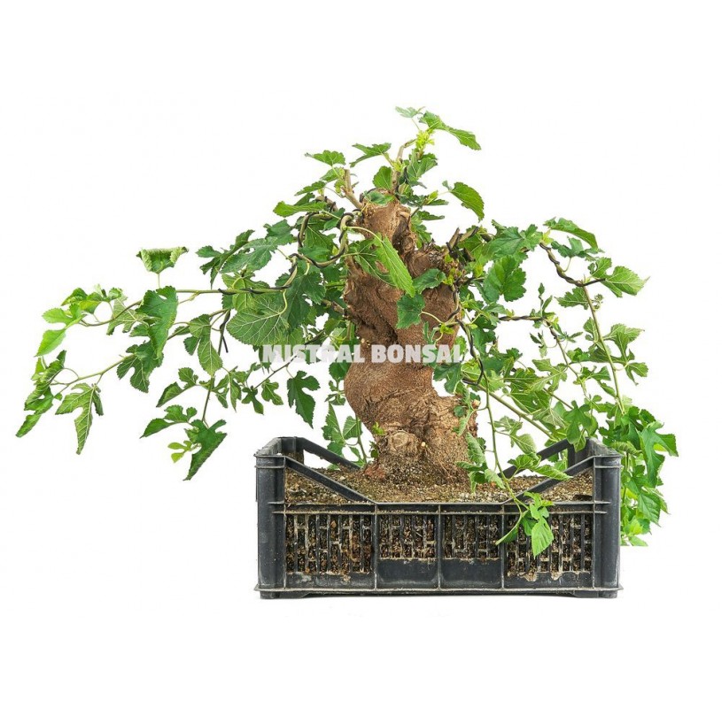 Buy Pre Bonsai Large Range Of Pre Bonsais   Morus Sp Pre Bonsai 22 Years In Growing Box Mulberry Tree  