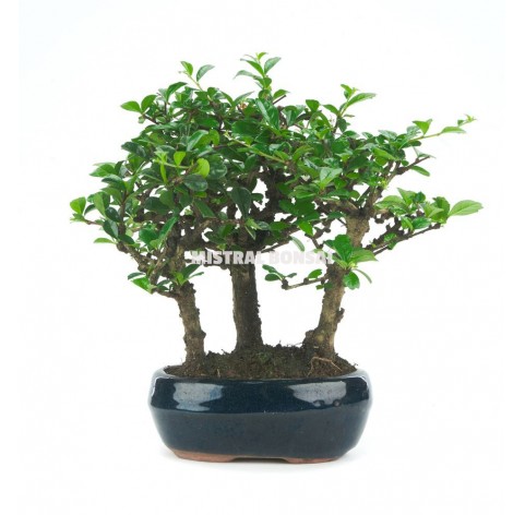 Bonsai arbre