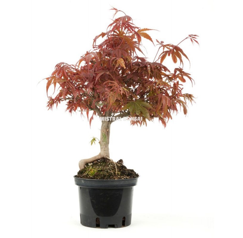 Acer palmatum shaina. Prebonsai 13 years | Maple | Mistral Bonsai