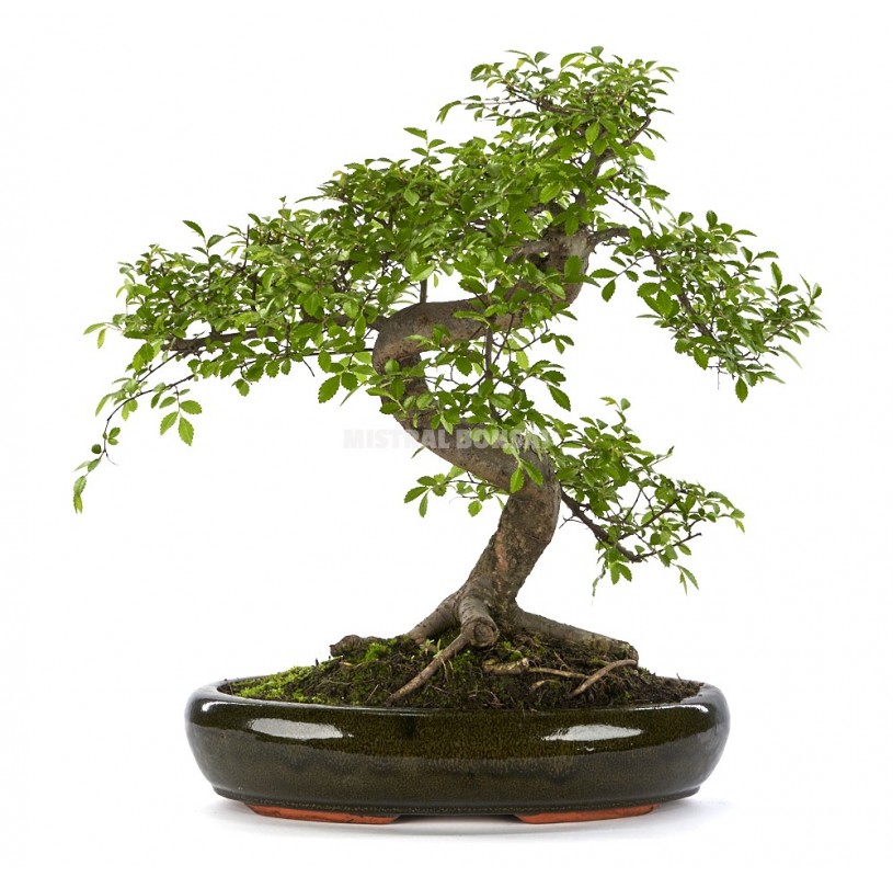 Zelkova parvifolia. Bonsai 21 years | Japanese Elm | Bonsai