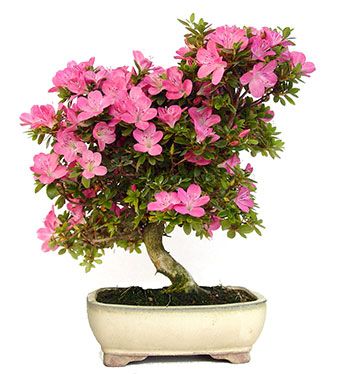 Rhododendron indicum | Azalea | Ficha técnica bonsái exterior