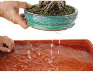 Bonsai-Bewässerung durch Eintauchen