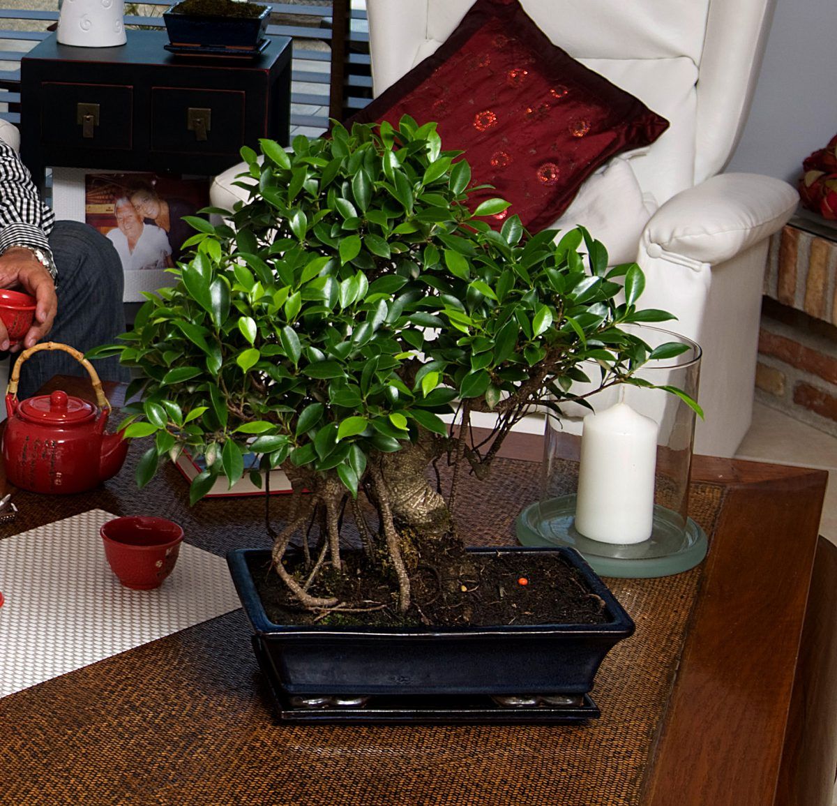 Le bonsaï d'intérieur par excellence le Ficus Retusa Mistral Bonsai