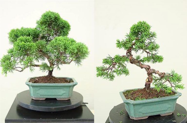 juniperus comercial