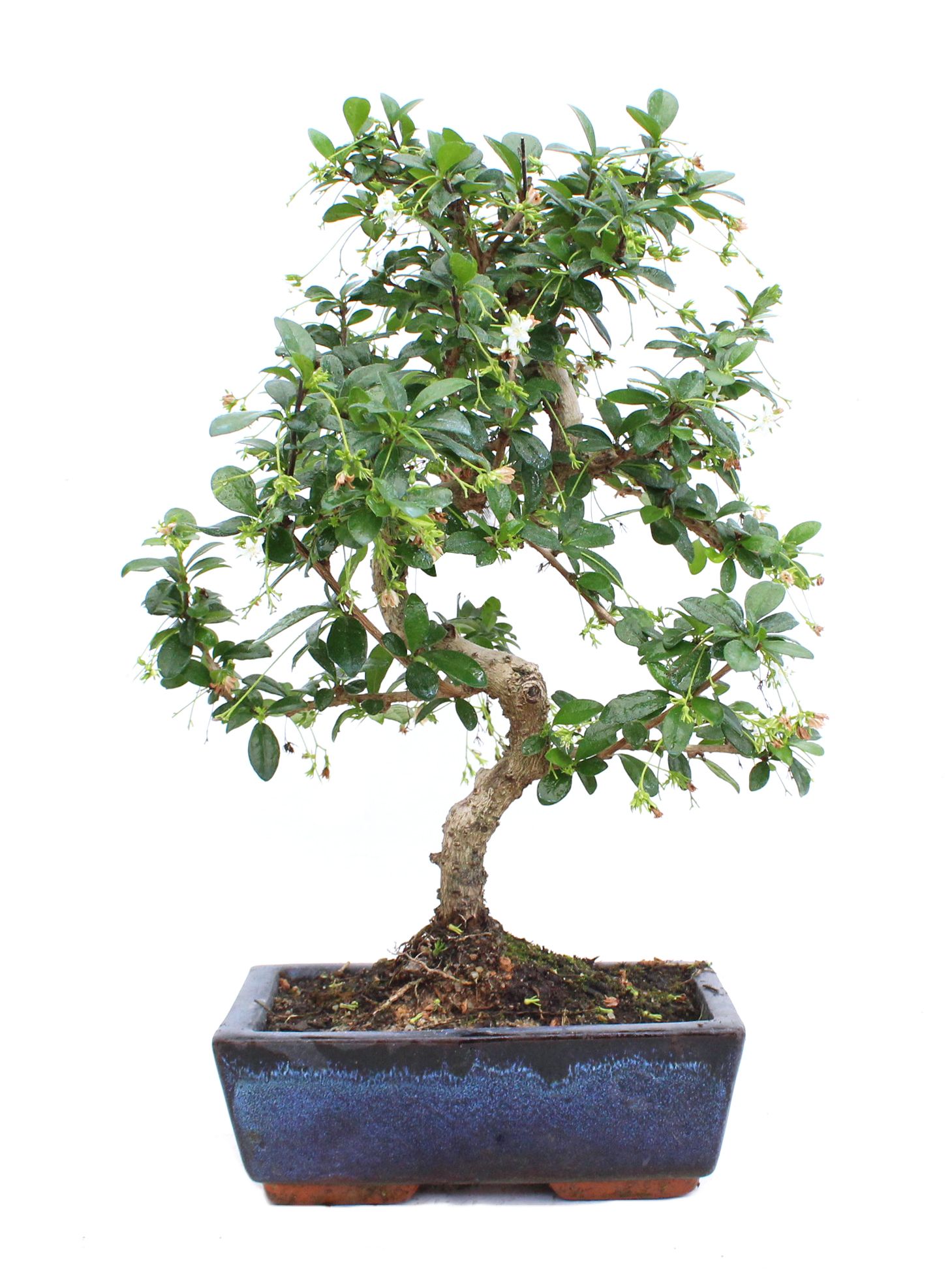 | Indoor bonsai | Mistral Bonsai