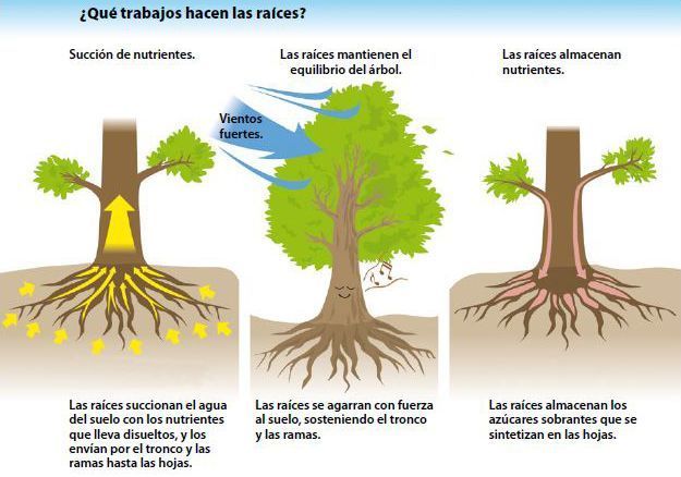 La función de las raíces de los bonsáis y los árboles