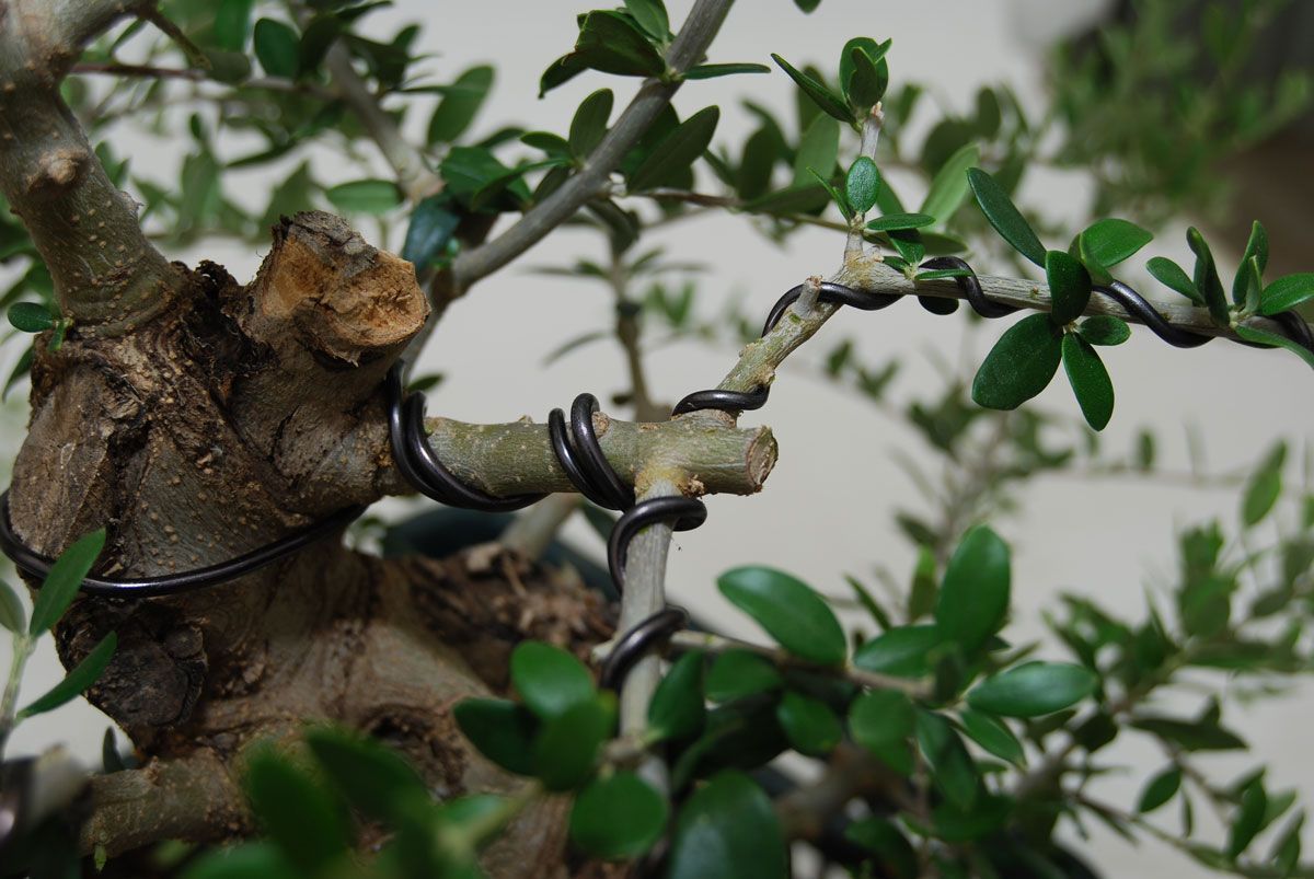 Un sencillo truco para seleccionar el alambre correcto para tu bonsái