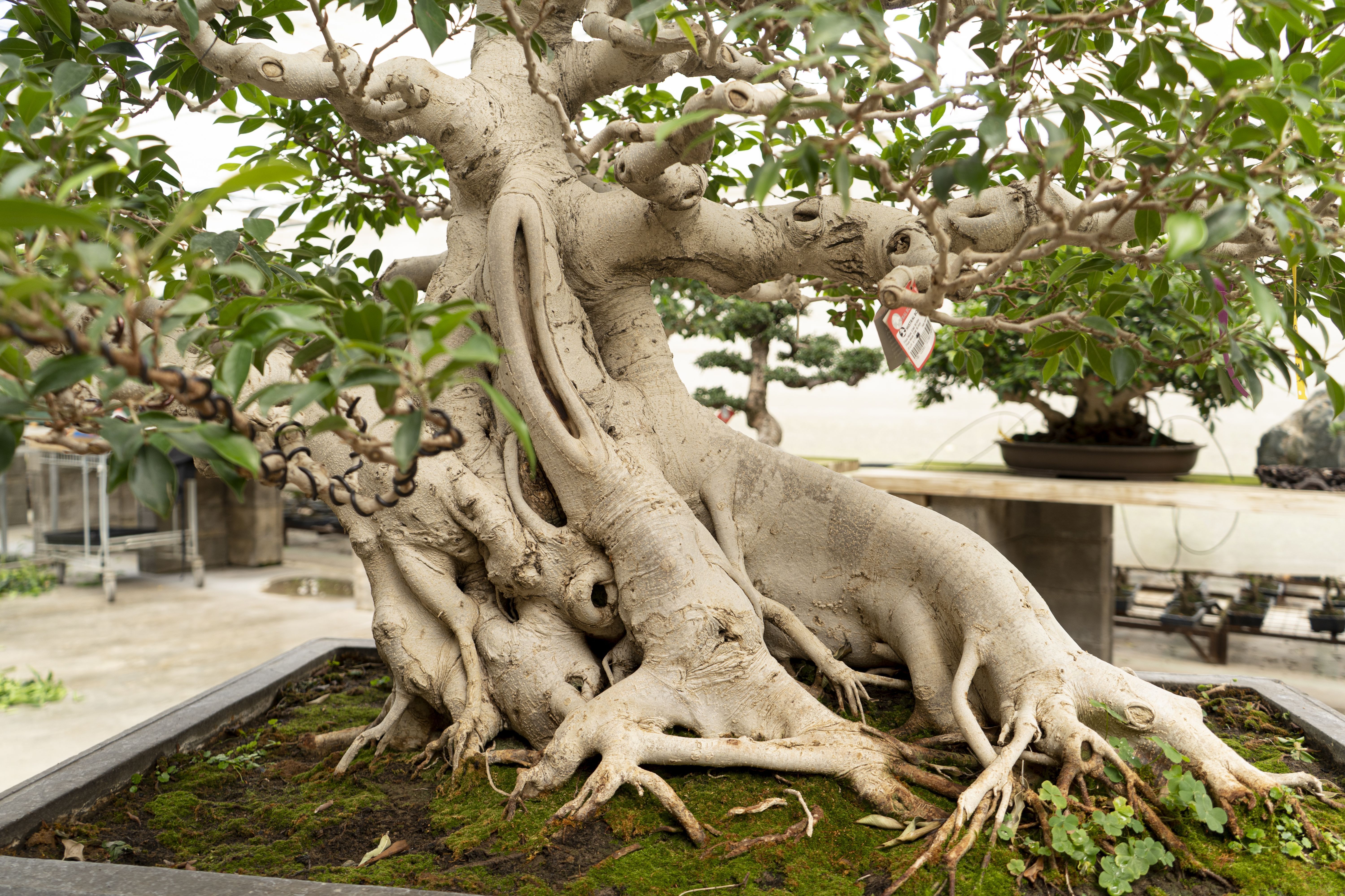 Bonsai árbol de alambre -  España