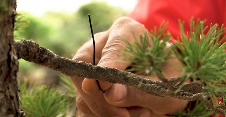 Une astuce simple pour sélectionner le bon fil à ligaturer pour votre bonsaï