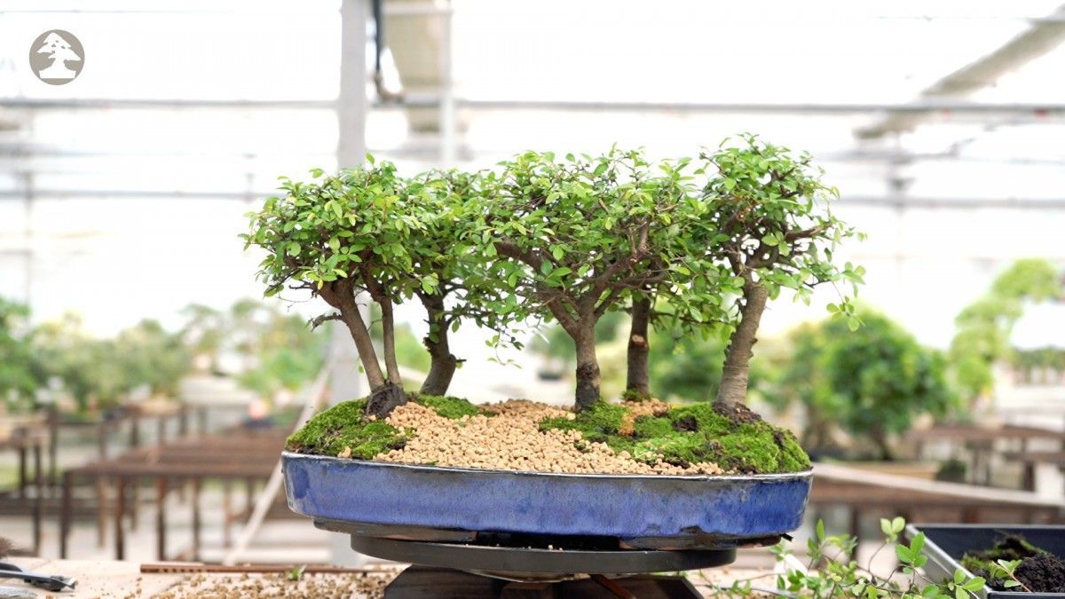 Substrat bonsaï - Jardinage