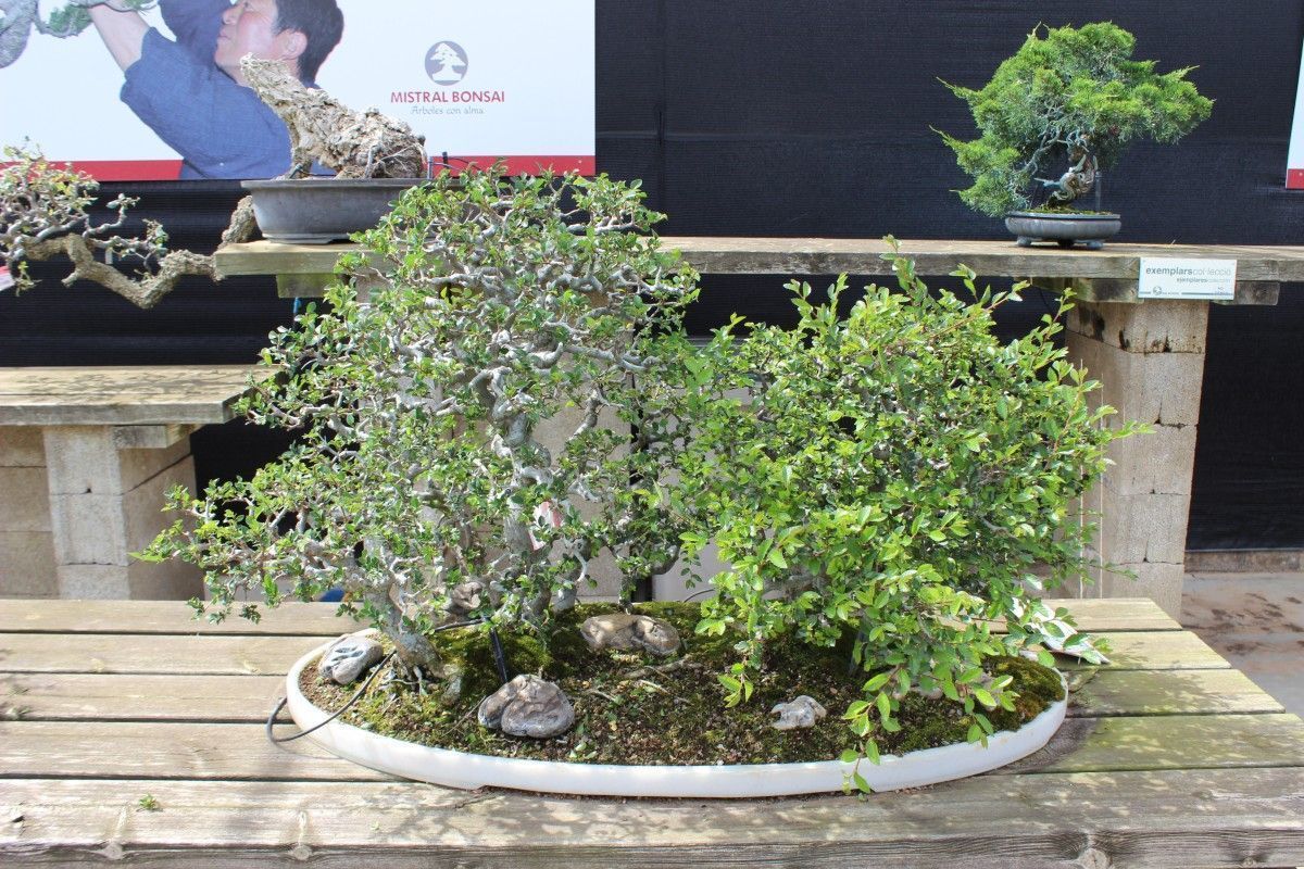 Entretien de base du bonsaï d'intérieur