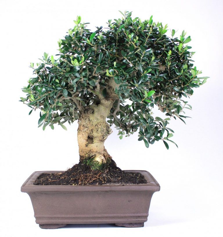 Olive Bonsai Care Guide – The secret to take care of your olea bonsai ...