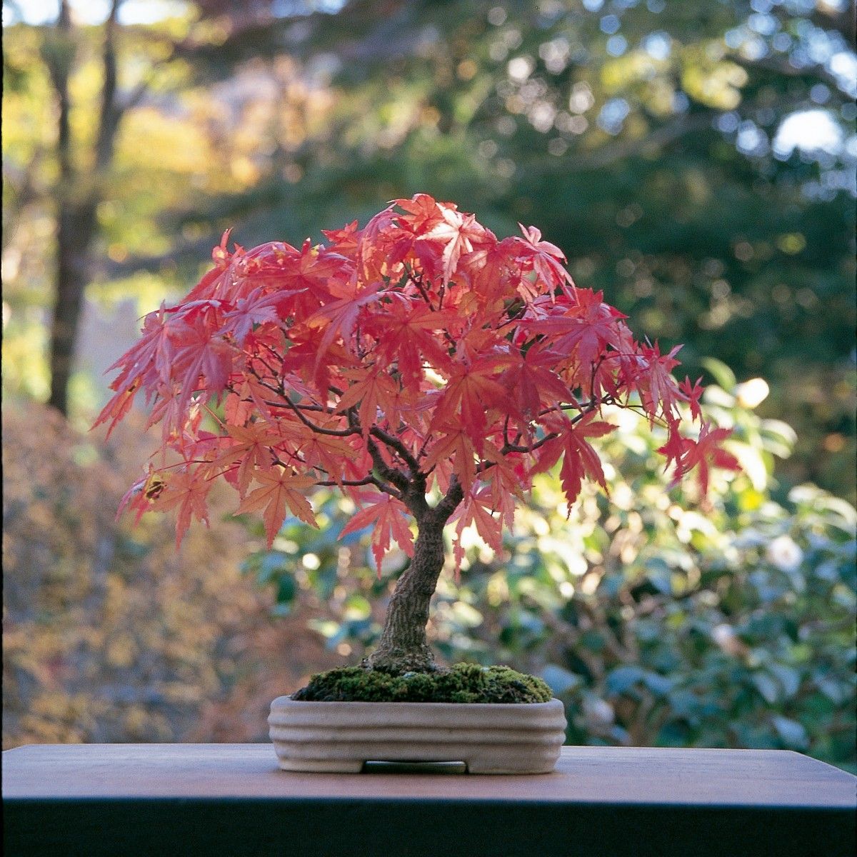 How to care of your maple bonsai and not die trying