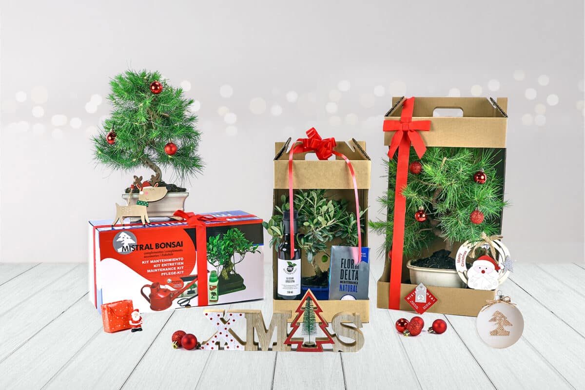 5 ideas de regalo en Navidad para un aficionado al bonsái