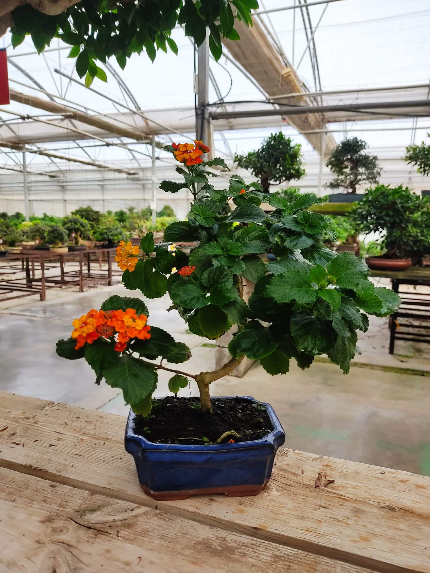 Guía sobre cómo cuidar un bonsái lantana - Mistral Bonsai