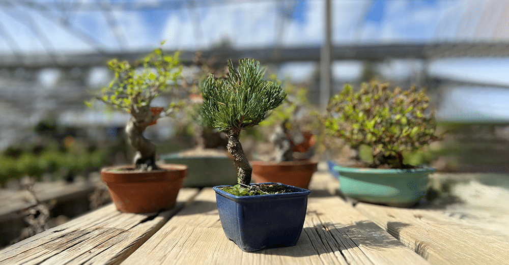 Shohin bonsai