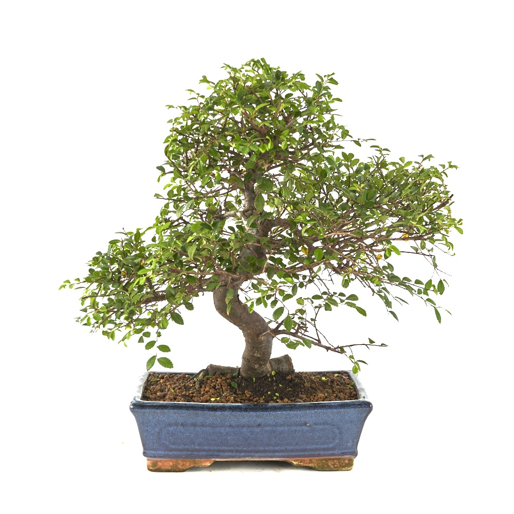 Zelkova parvifolia (Japanische Ulme)