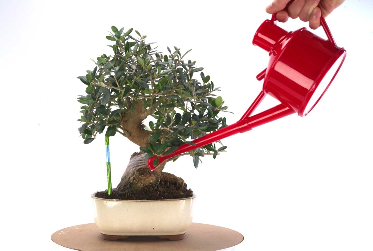 Riego del bonsái, consejos prácticos