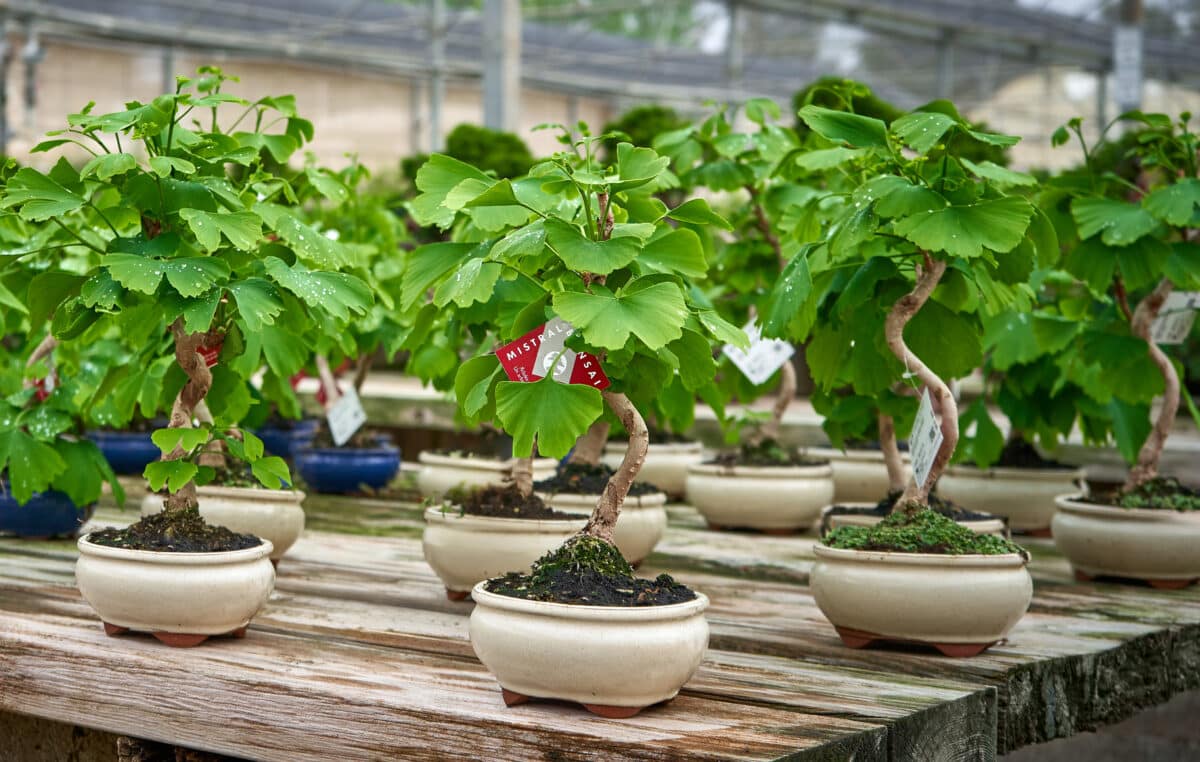 Ginkgo biloba: Maidenhair tree bonsai