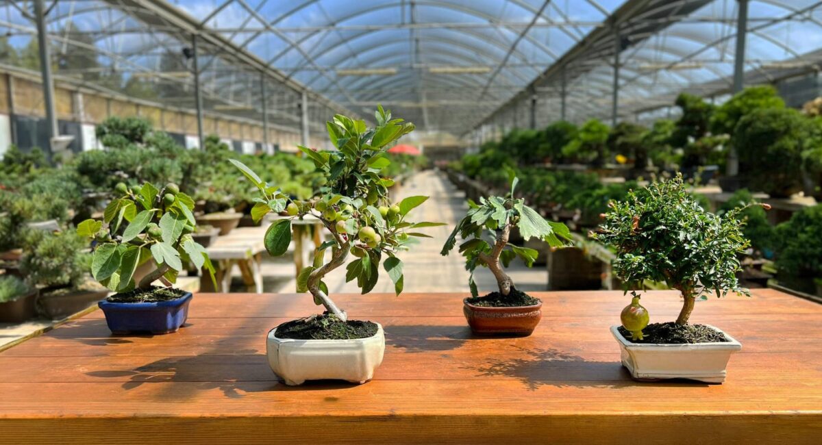 Todo lo que necesitas saber sobre los bonsáis de hoja caduca