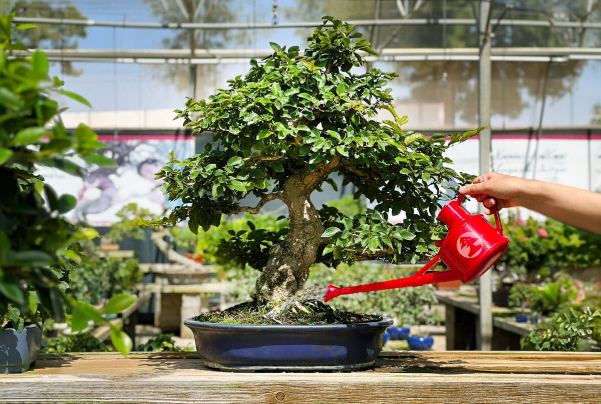 Pflege unserer Bonsai im Sommer (Teil 2)