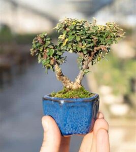 Bonsai Shohin