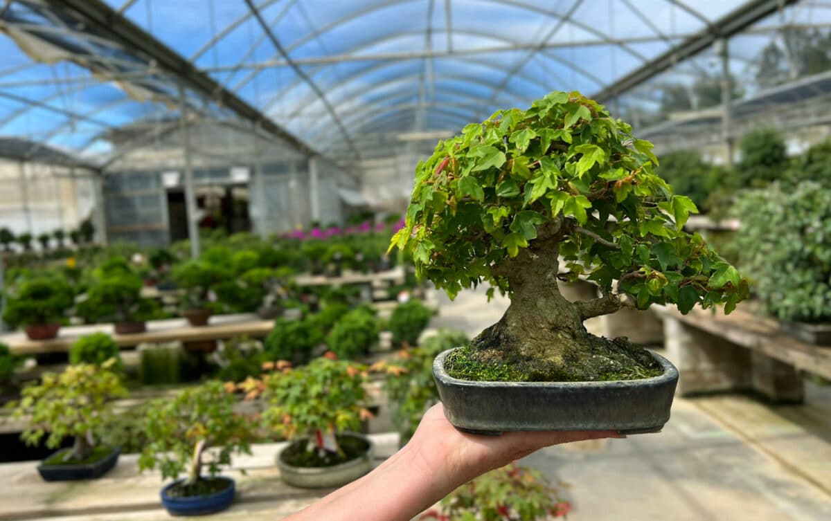 Le charme des bonsaï Shohin, de petits arbres avec une grande histoire