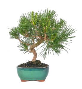 Pinus bonsaï