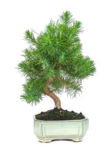 Pine bonsai