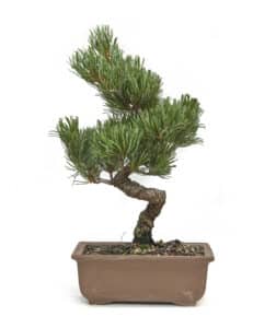 How to choose the right pine bonsai for you