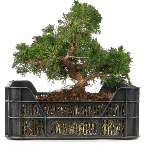 What is a prebonsai?