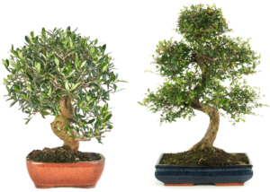 Olea bonsai