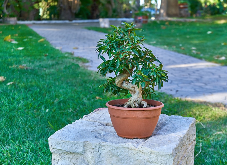 What is a prebonsai?