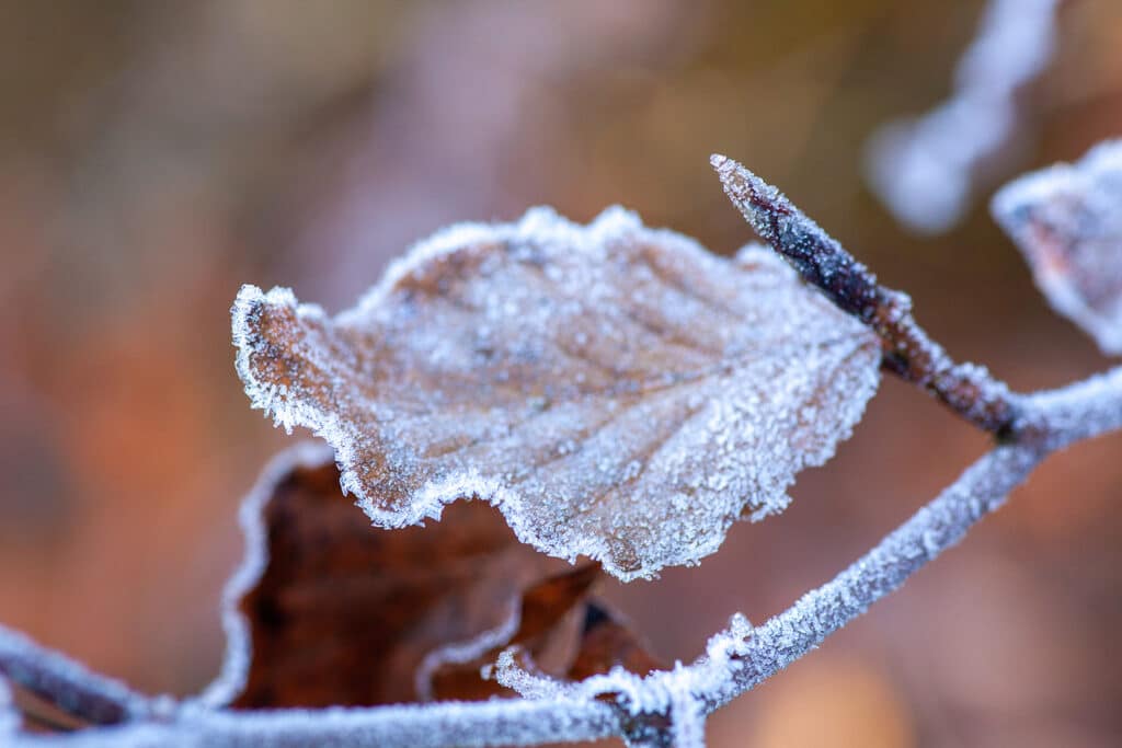 Les bonsaï les plus résistants au froid