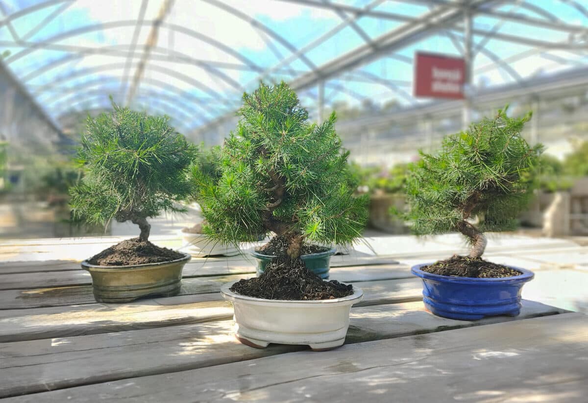 So wählen Sie den idealen Kiefern Bonsai für Sie aus