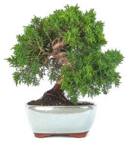 Juniperus bonsaï