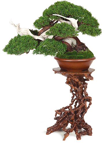 Journées du Bonsaï 2025. Mistral Bonsai